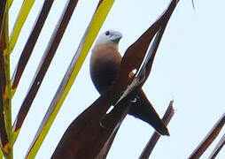 White-headed Munia