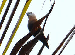 White-headed Munia