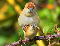 Indian Silverbill