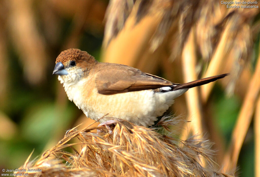 Indian Silverbill, Reproduction-nesting