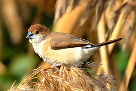 Indian Silverbill