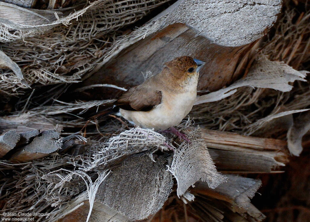 Indian Silverbill