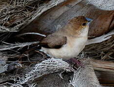 Indian Silverbill