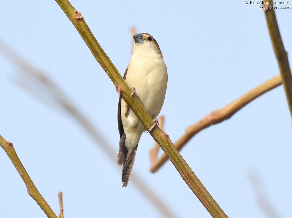 Indian Silverbill