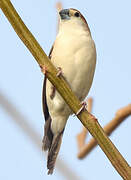 Indian Silverbill