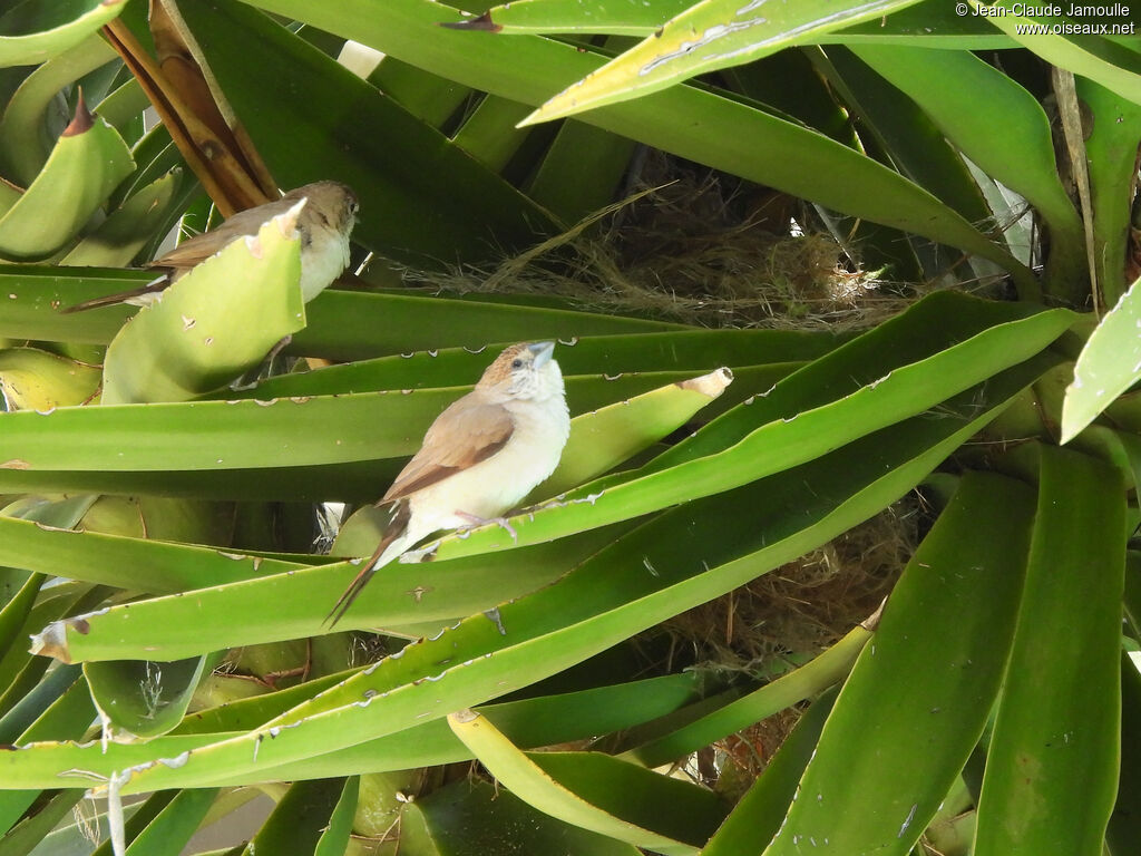 Indian Silverbilladult, Reproduction-nesting