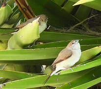 Indian Silverbill