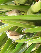 Indian Silverbill