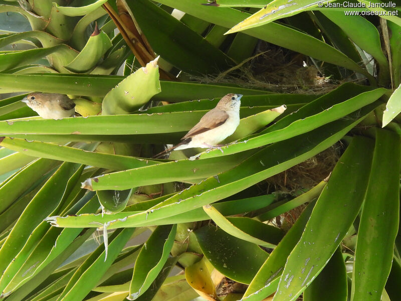 Indian Silverbilladult, Reproduction-nesting