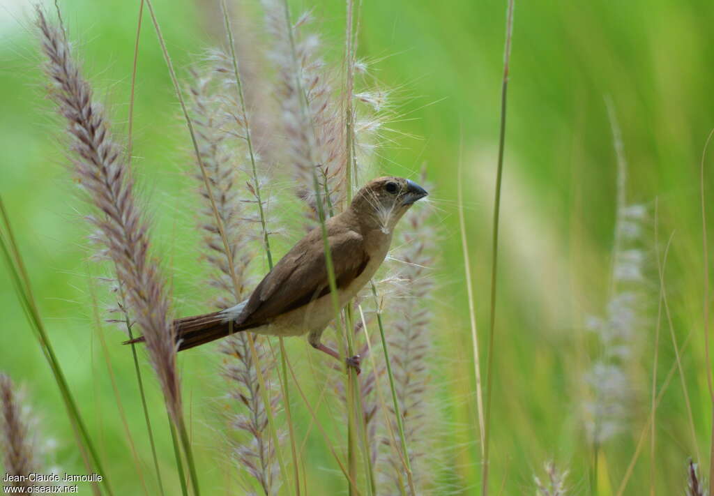 Indian Silverbilladult, feeding habits, eats