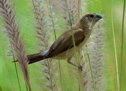 Indian Silverbill