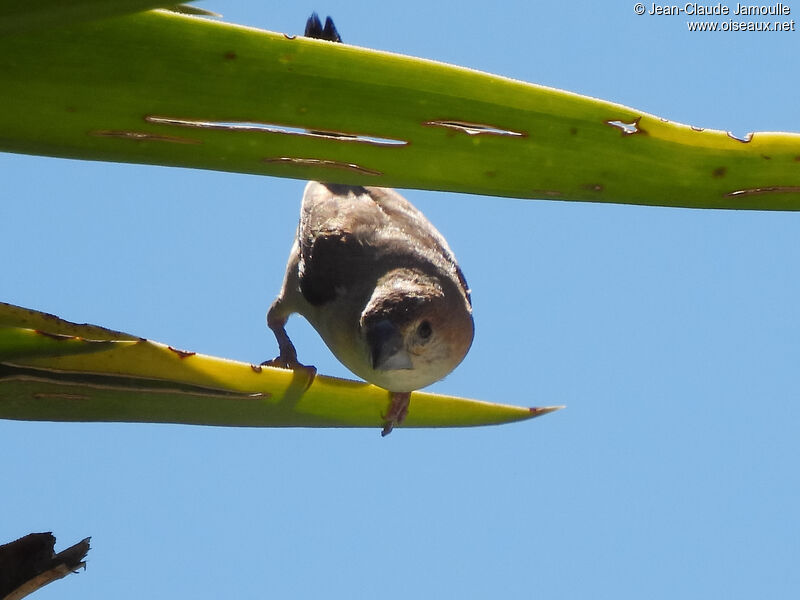 Indian Silverbill, habitat, Reproduction-nesting