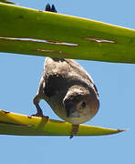 Indian Silverbill