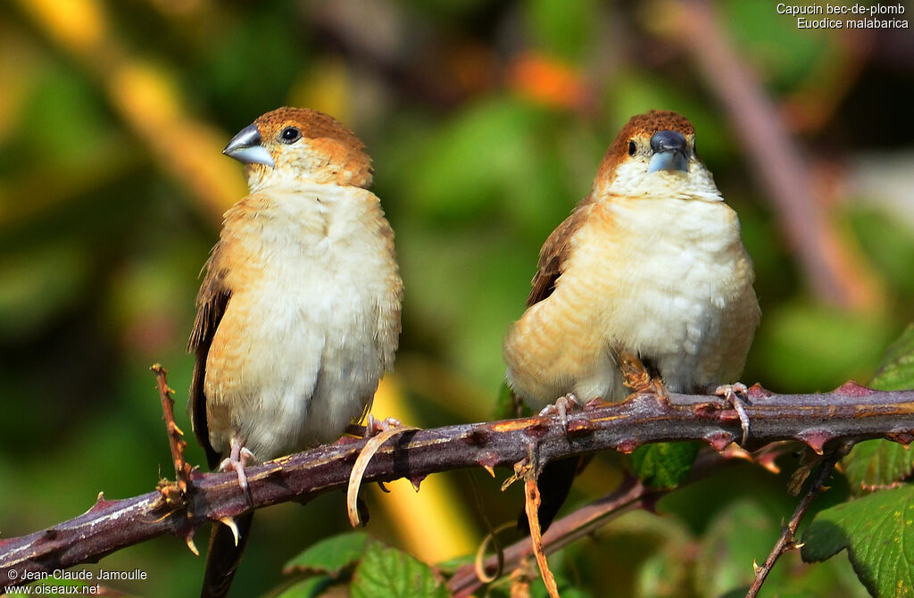 Indian Silverbill adult, identification