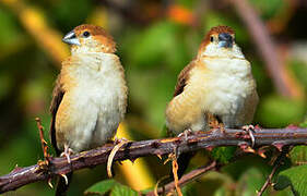 Indian Silverbill