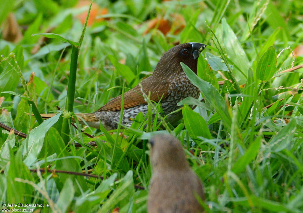 Scaly-breasted Muniaadult