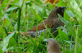 Scaly-breasted Munia