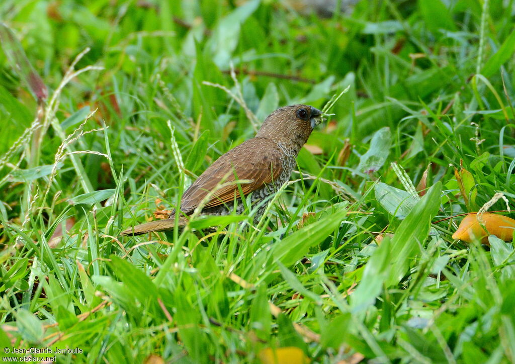 Scaly-breasted Munia, feeding habits