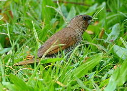 Scaly-breasted Munia