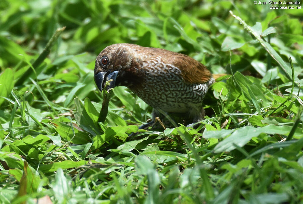 Scaly-breasted Munia