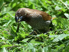 Scaly-breasted Munia