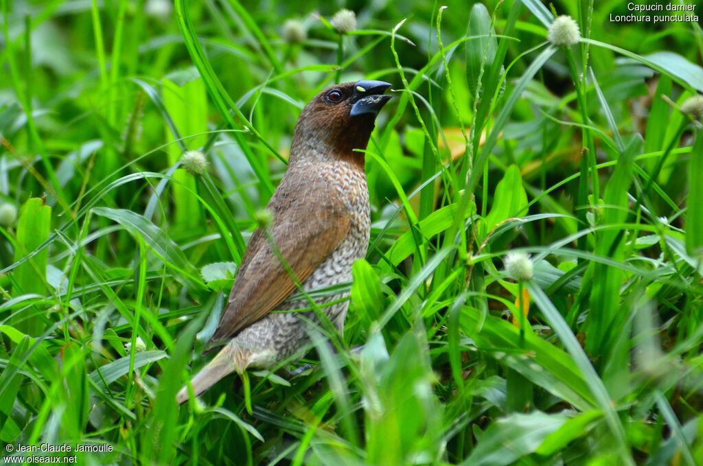 Scaly-breasted Munia, feeding habits, Behaviour