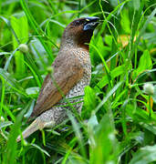 Scaly-breasted Munia