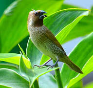 Scaly-breasted Munia