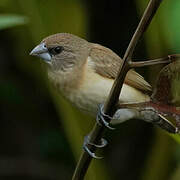 Chestnut-breasted Mannikin