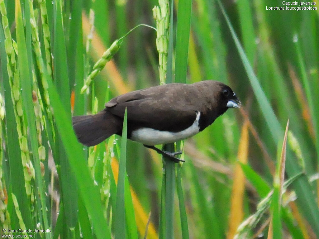 Javan Muniaadult, feeding habits, Behaviour