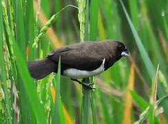 Javan Munia