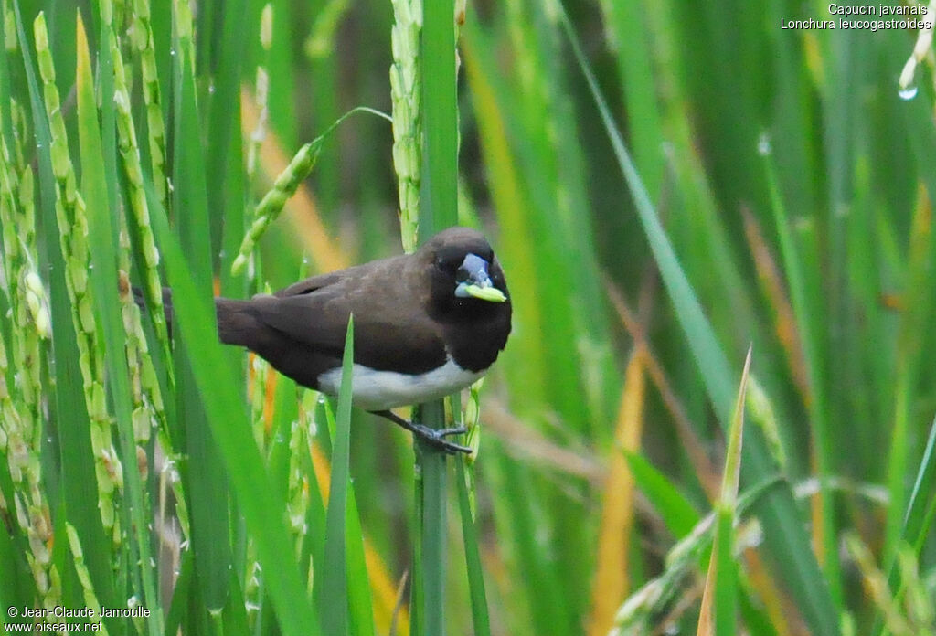 Javan Munia, feeding habits, Behaviour