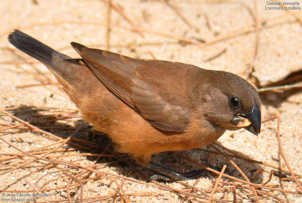 Capucin nonnetteimmature, régime