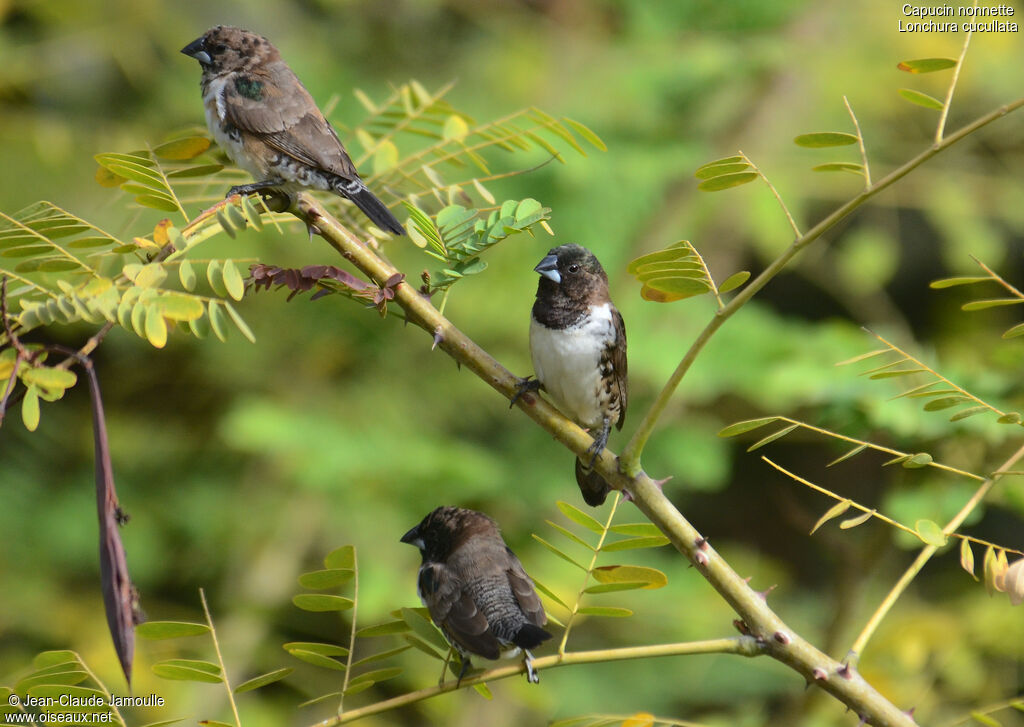 Bronze Mannikin male adult, identification, Behaviour