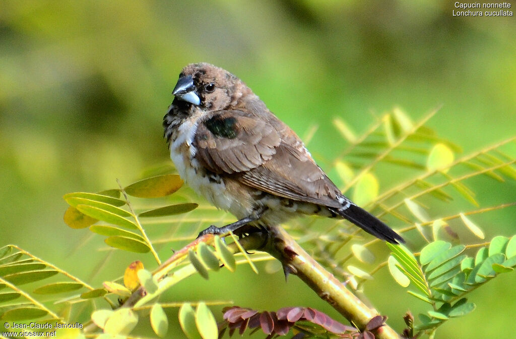 Capucin nonnette mâle, identification