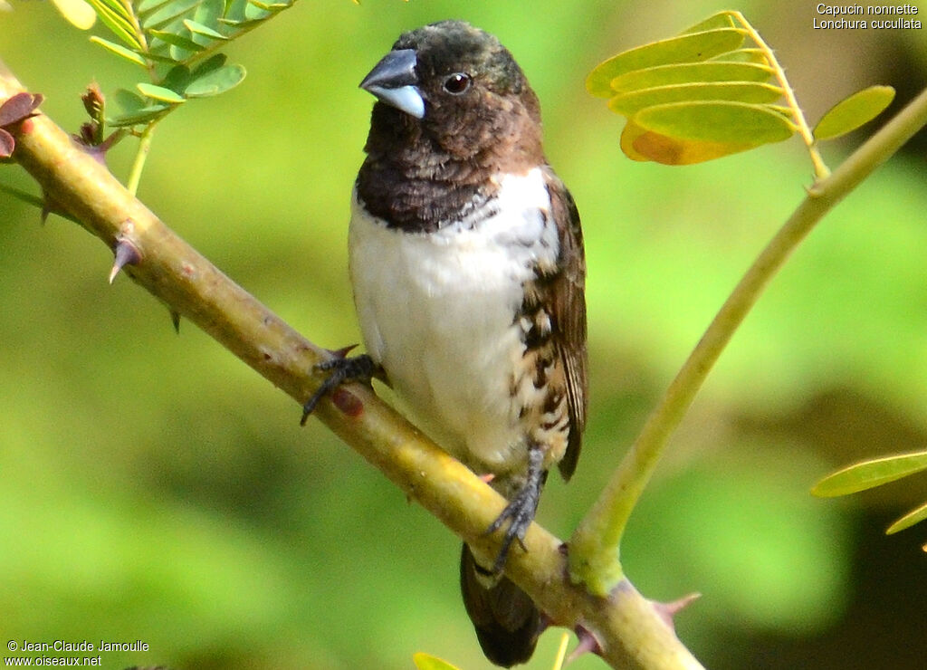 Bronze Mannikin male, Behaviour