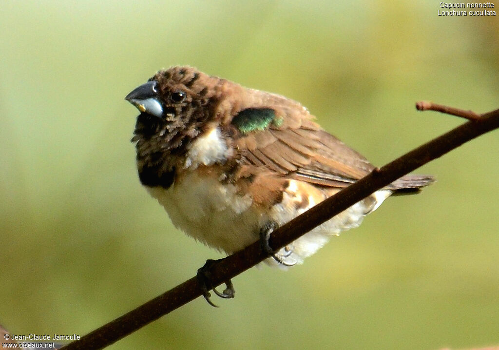 Bronze Mannikinsubadult