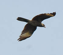 Caracara à tête jaune