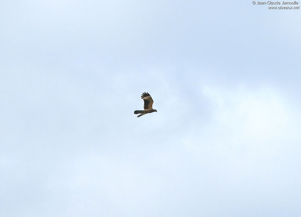 Yellow-headed Caracara