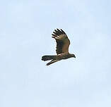 Caracara à tête jaune