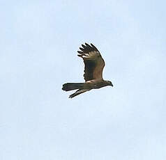 Caracara à tête jaune