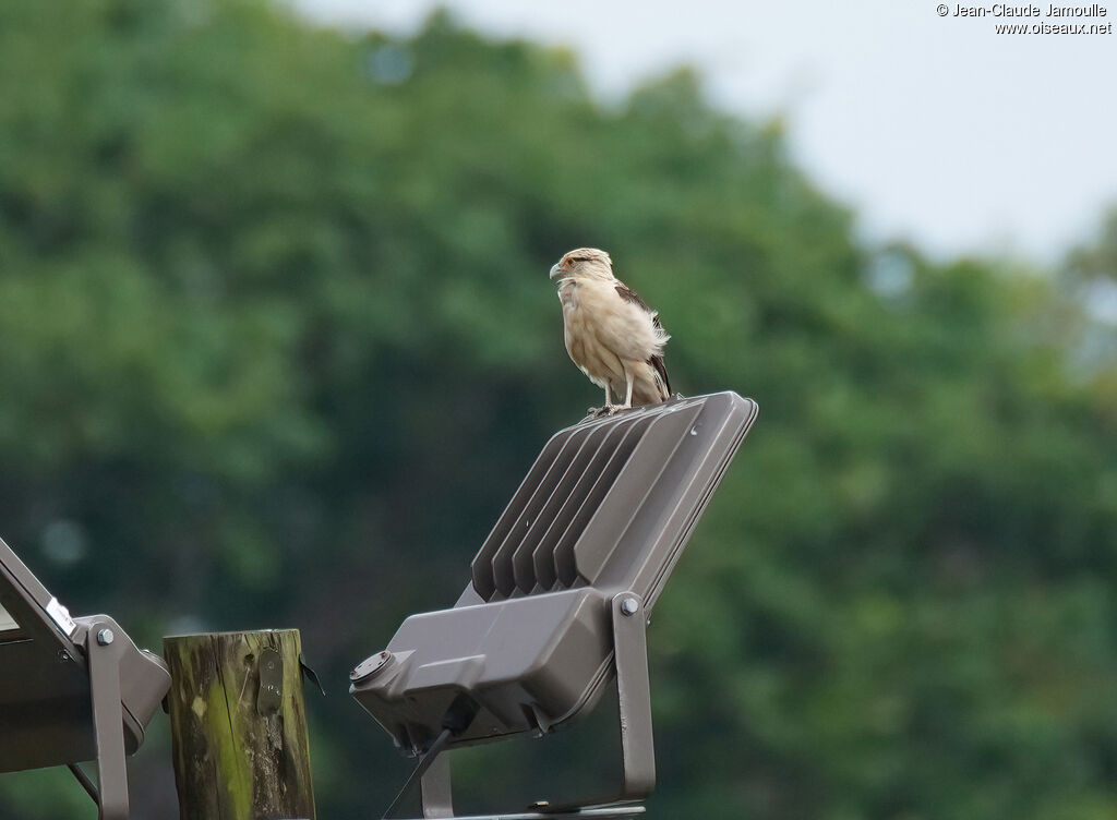 Caracara à tête jaune