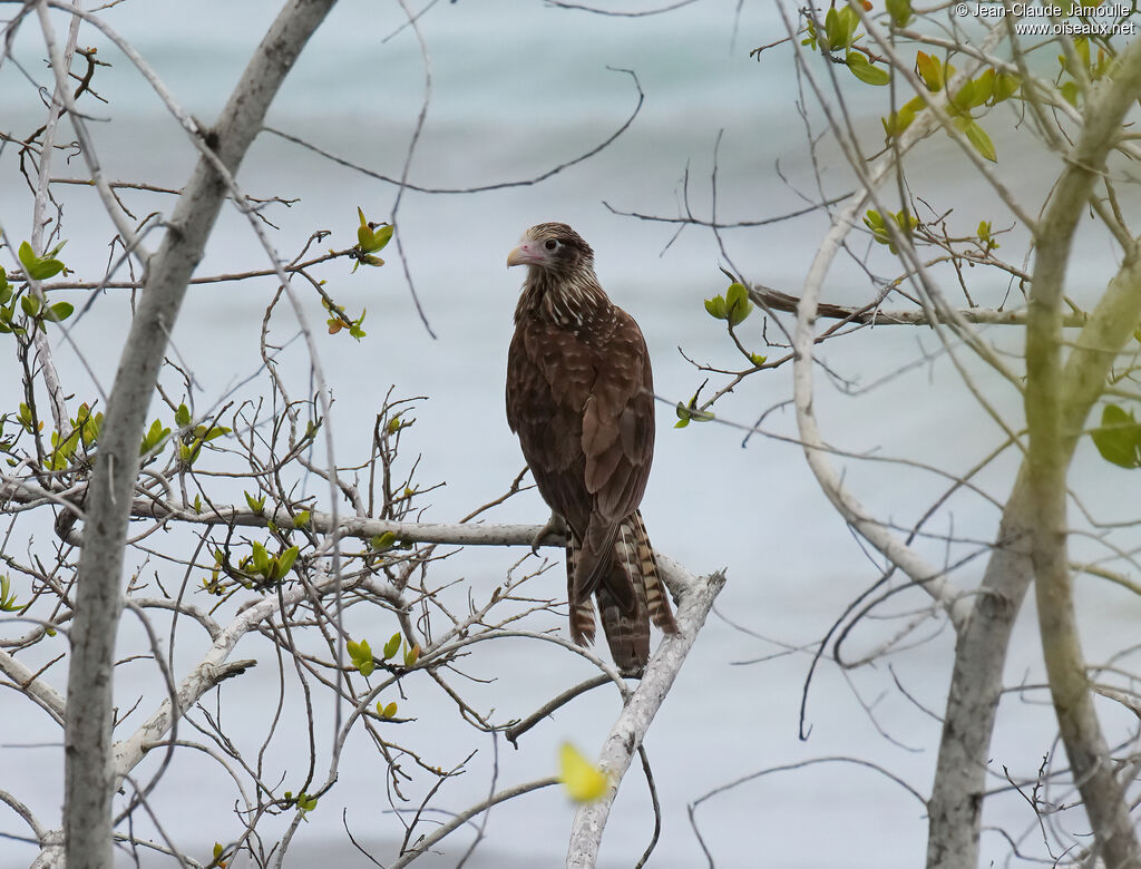 Caracara à tête jaune