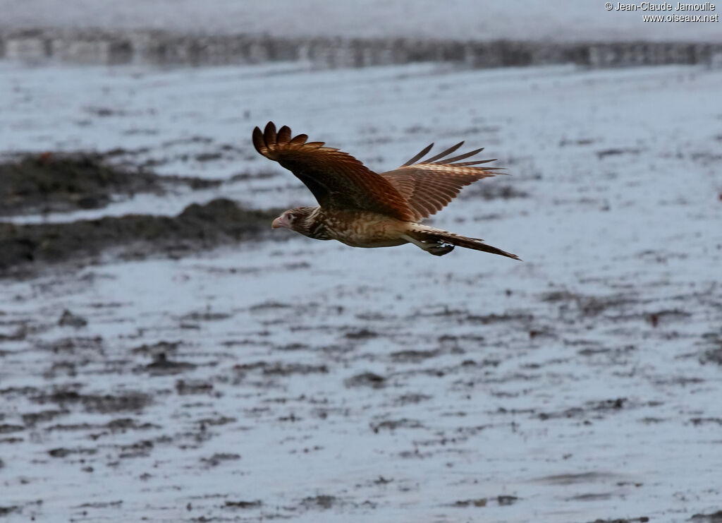 Caracara à tête jaune