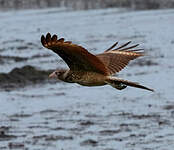 Caracara à tête jaune