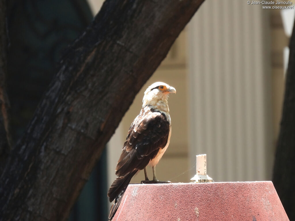 Caracara à tête jaune