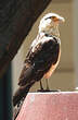 Caracara à tête jaune