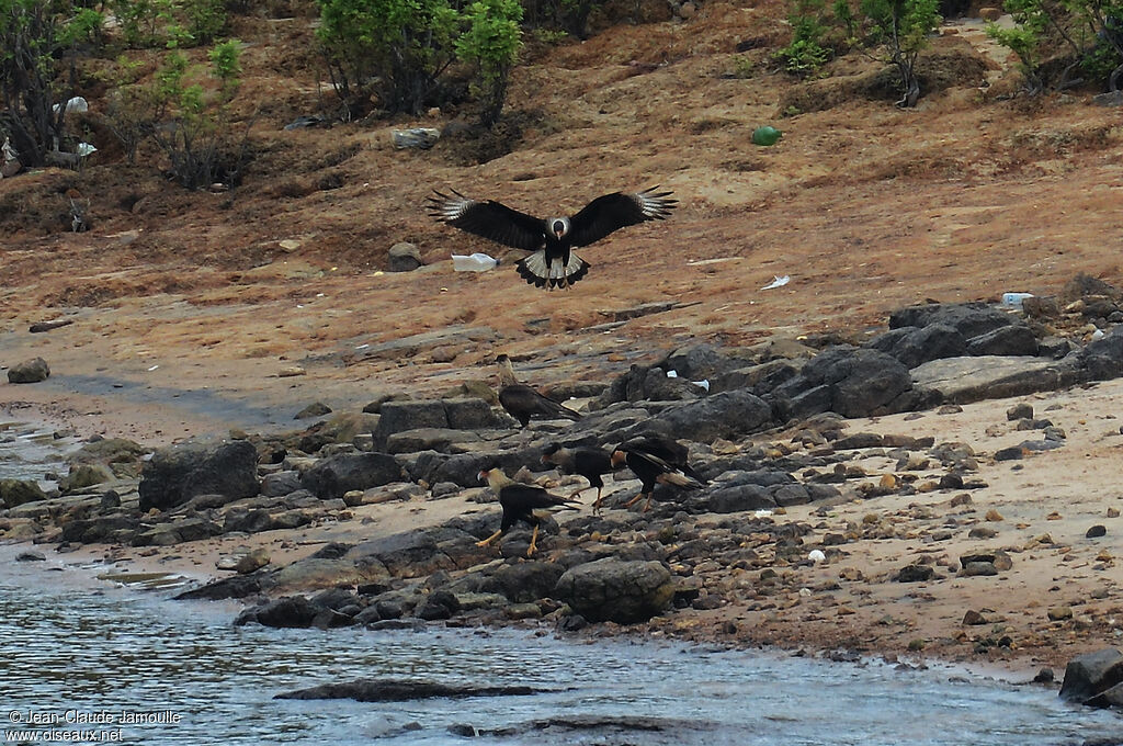 Crested Caracara (cheriway), Behaviour