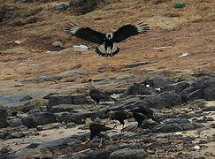 Northern Crested Caracara