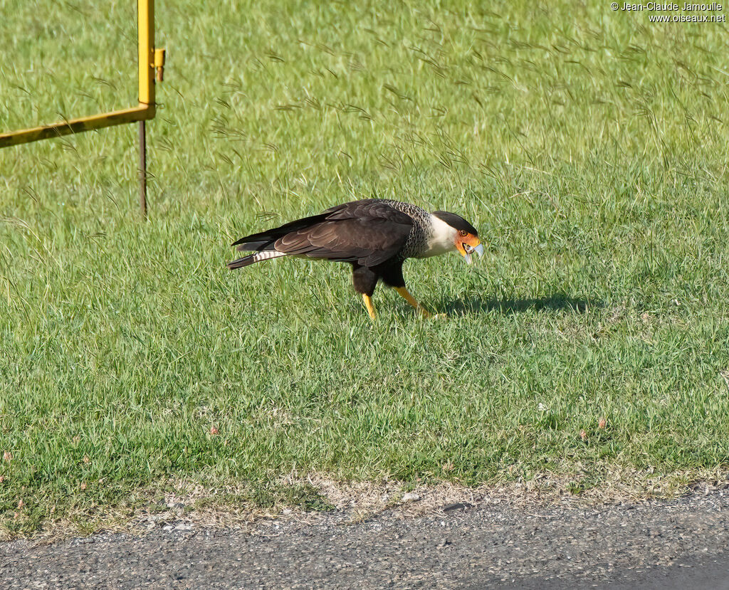 Caracara du Nord